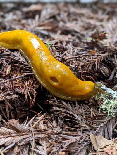 Butano State Park - Pescadero, CA