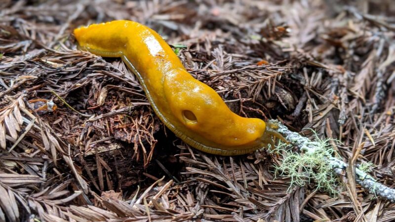 Butano State Park - Pescadero, CA