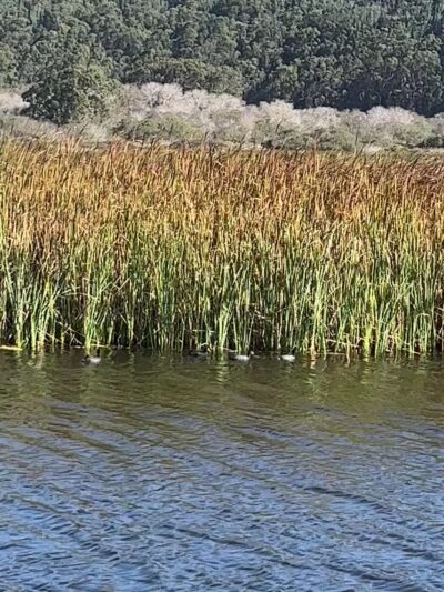 Pescadero Marsh Trail - Pescadero, CA