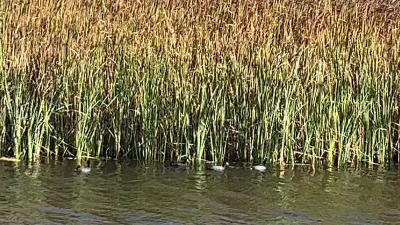 Pescadero Marsh Trail - Pescadero, CA