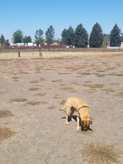 Deer Creek Village Dog Park - Petaluma, CA