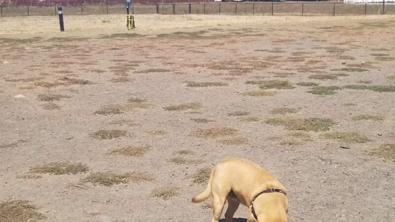 Deer Creek Village Dog Park - Petaluma, CA
