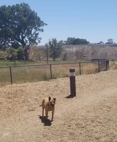 Deer Creek Village Dog Park - Petaluma, CA