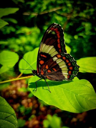 Cranberry Meadow Pond & Raymond trail Pack Monadnock Trailhead Parking - Peterborough, NH