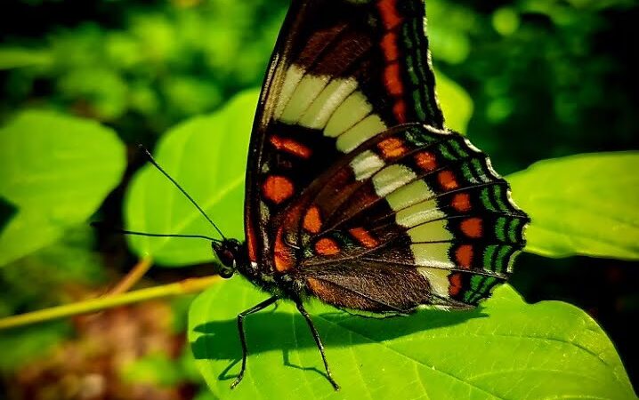 Cranberry Meadow Pond & Raymond trail Pack Monadnock Trailhead Parking - Peterborough, NH