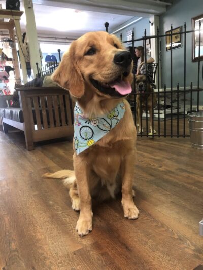 Dogs on Depot - Peterborough, NH
