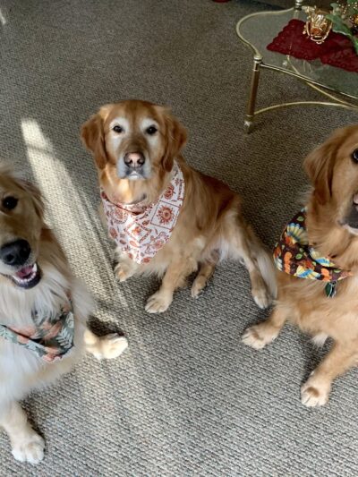 Dogs on Depot - Peterborough, NH