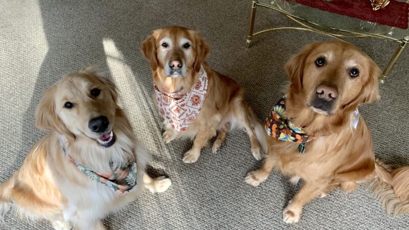 Dogs on Depot - Peterborough, NH