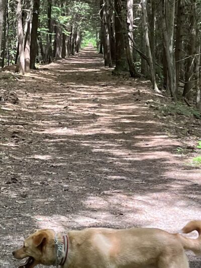 Old Railroad Trail - Peterborough, NH