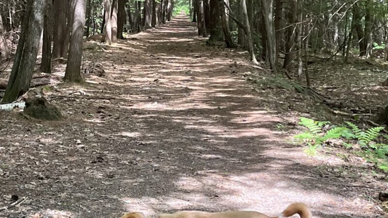 Old Railroad Trail - Peterborough, NH