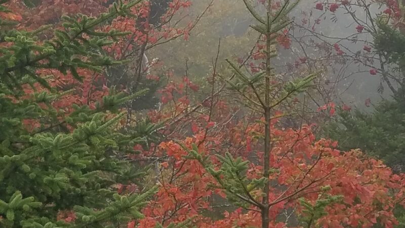 Pack Monadnock - Peterborough, NH