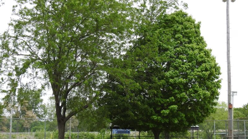 Hurie Park - Petersburg, IL