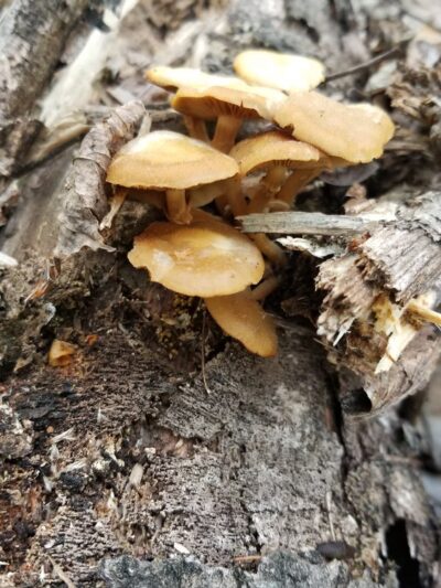 Prides Creek Park - Petersburg, IN