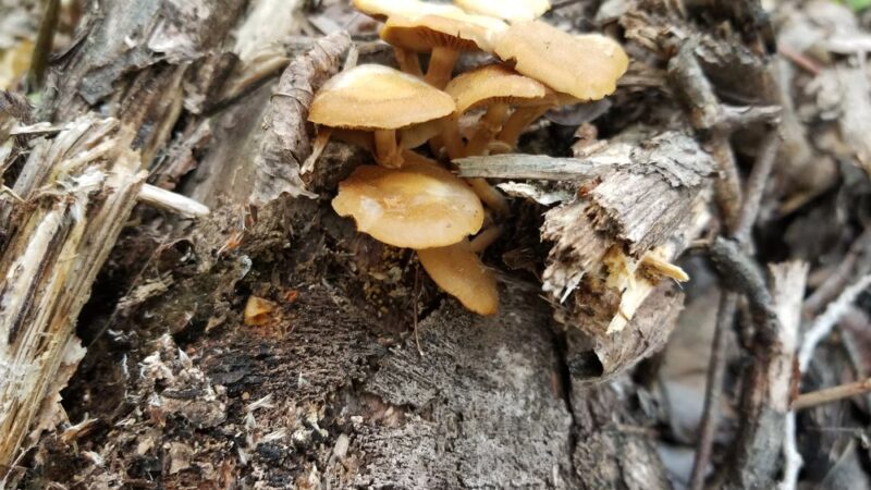 Prides Creek Park - Petersburg, IN