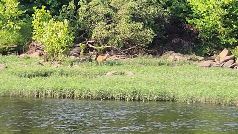 Patton Park - Petersburg, VA