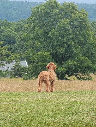 City Dog park - Petersburg, WV