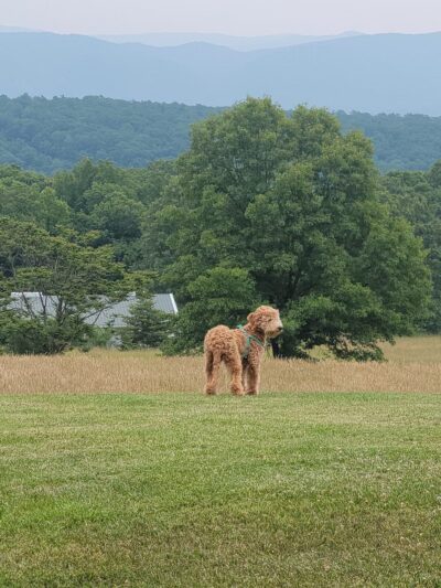 City Dog park - Petersburg, WV