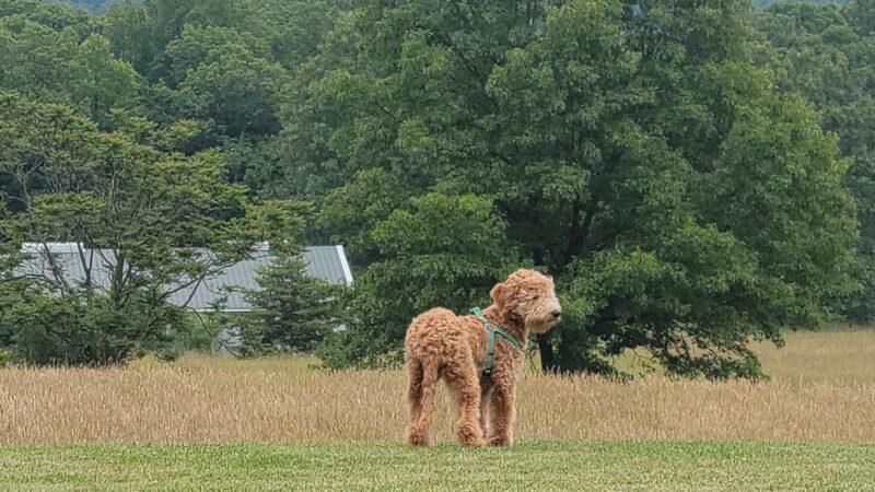 City Dog park - Petersburg, WV
