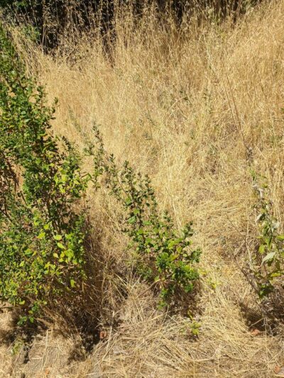 A. W. Way County Park - Petrolia, CA