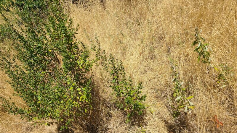 A. W. Way County Park - Petrolia, CA