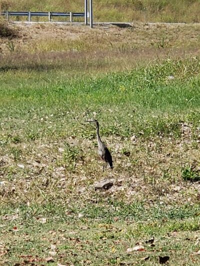 Pevely Park - Pevely, MO