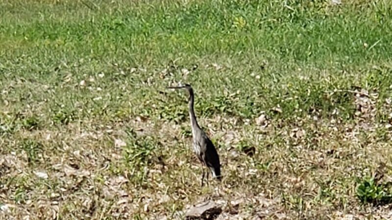 Pevely Park - Pevely, MO