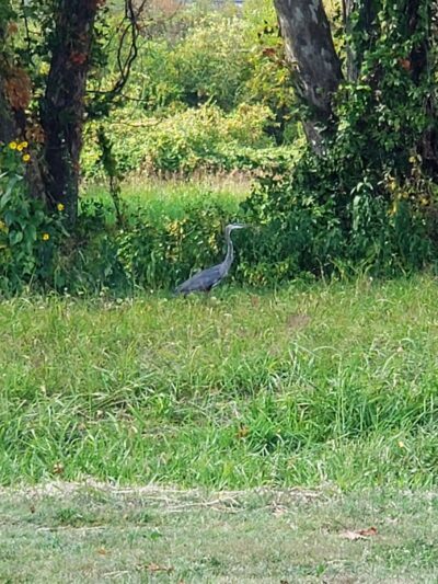 Pevely Park - Pevely, MO