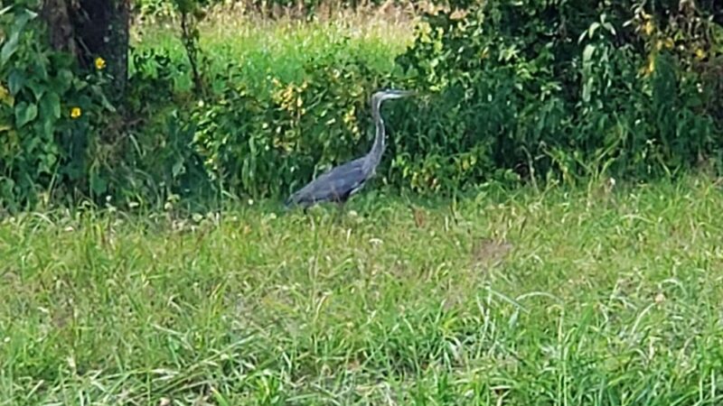 Pevely Park - Pevely, MO