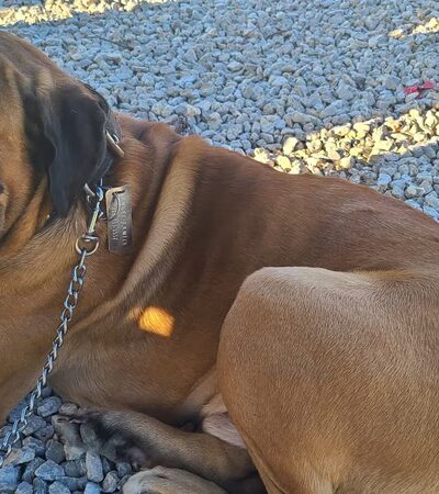 Stacey Reece Park - Pevely, MO