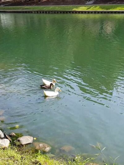 C G Hill Memorial Park - Pfafftown, NC