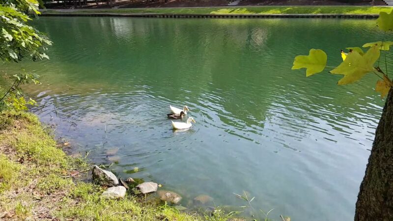 C G Hill Memorial Park - Pfafftown, NC