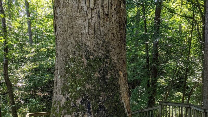 C G Hill Memorial Park - Pfafftown, NC