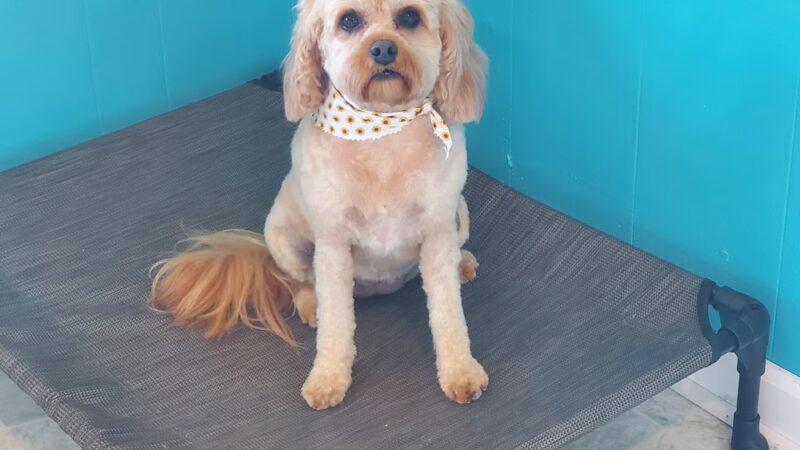 Kamp K-9 Grooming Salon - Pfafftown, NC