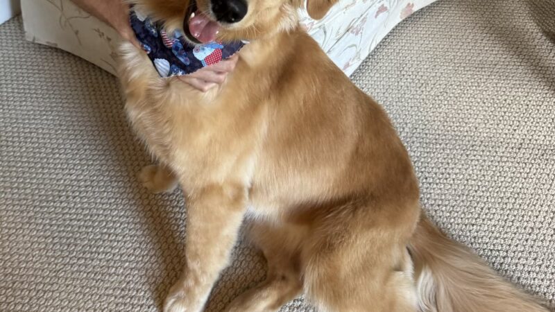 Kamp K-9 Grooming Salon - Pfafftown, NC