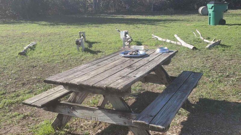 BsBirds&BeesPrivateDogpark - Pflugerville, TX