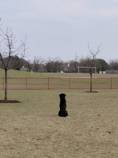 Falcon Pointe Dog Park - Pflugerville, TX