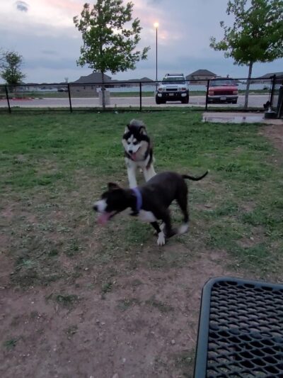 Stone Hill Park - Pflugerville, TX