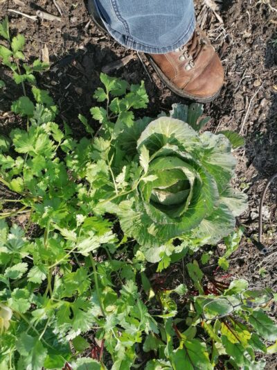 Jones Box Park - Pharr, TX