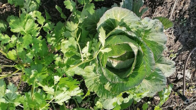 Jones Box Park - Pharr, TX