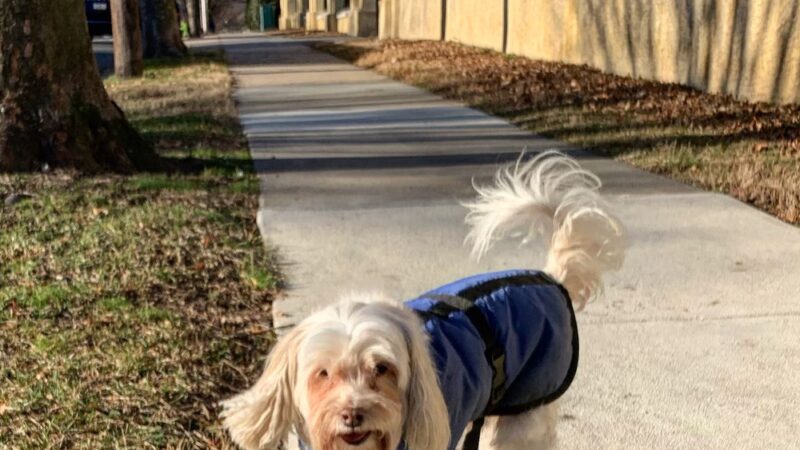 Philadelphia Barking Authority - ,