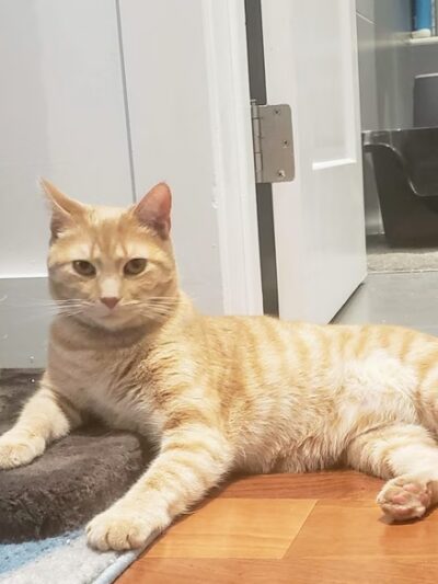 Philadelphia Barking Authority - ,