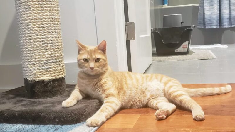 Philadelphia Barking Authority - ,