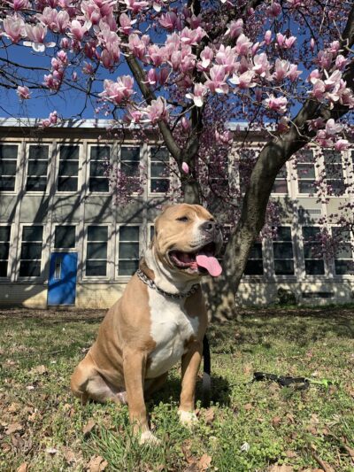 Philadelphia Barking Authority - ,