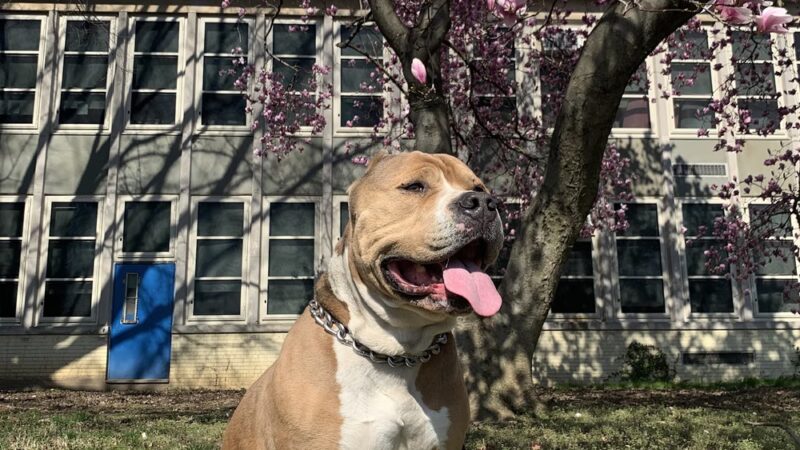 Philadelphia Barking Authority - ,