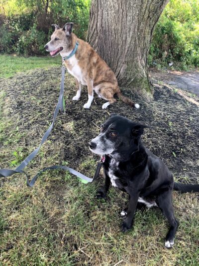 Philadelphia Barking Authority - ,