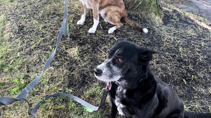 Philadelphia Barking Authority - ,