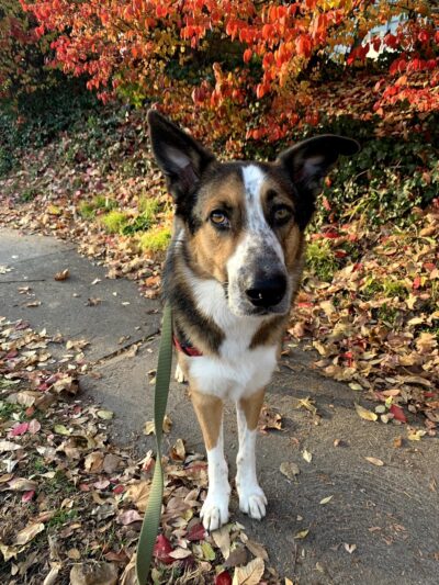 Philadelphia Barking Authority - ,