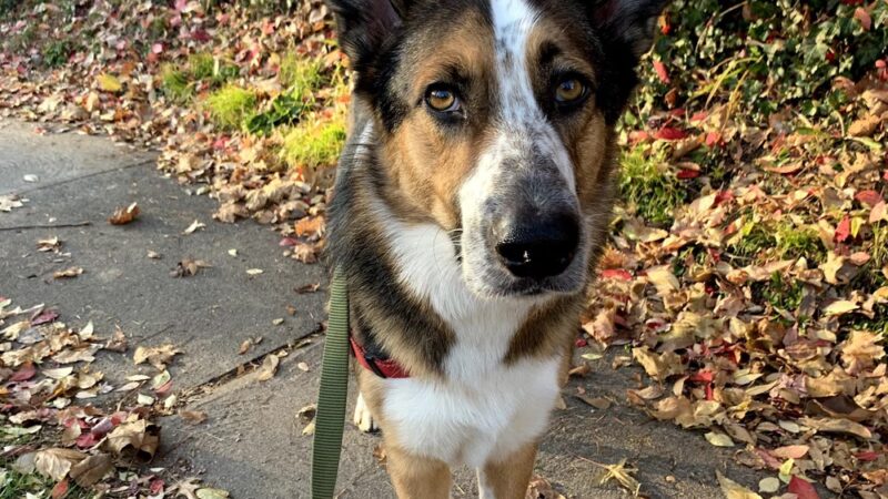 Philadelphia Barking Authority - ,