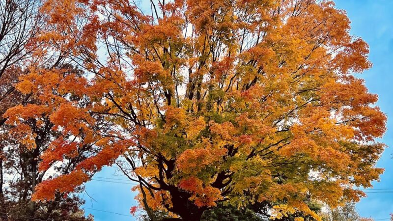 Lemon Hill Park - Philadelphia, PA
