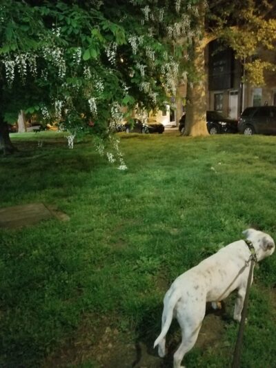 Palmer Park - Philadelphia, PA